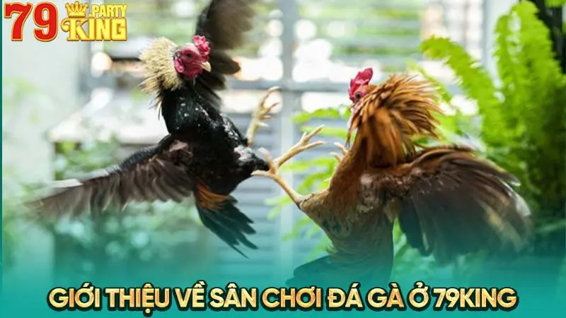 Giới thiệu về sân chơi đá gà ở 79King