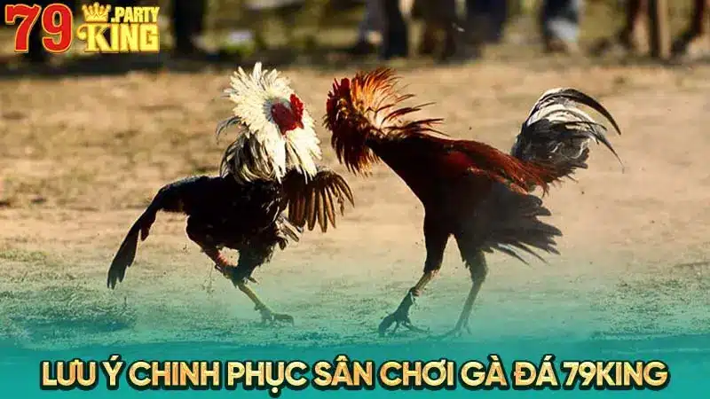 Lưu ý chinh phục sân chơi gà đá 79King